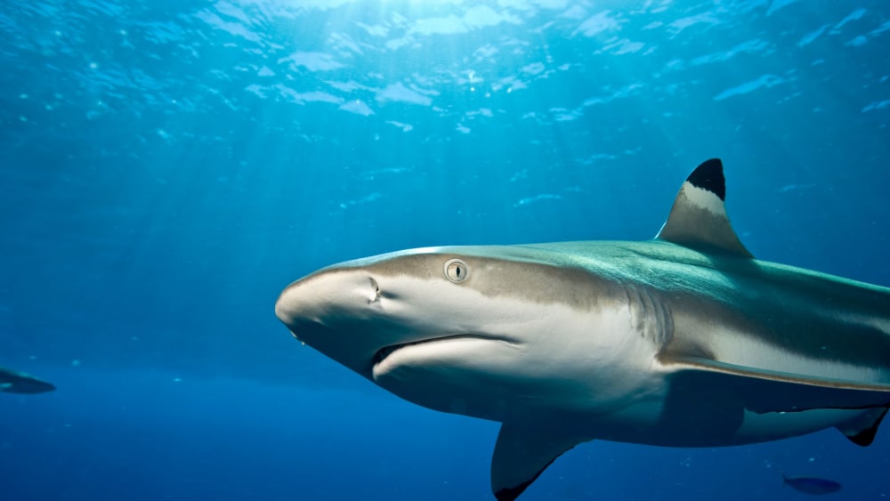 Sharks, Rays and Chimaeras in a Race Against Extinction