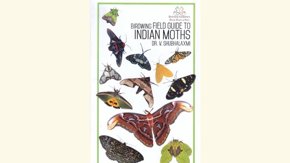 A 101 to Moth Watching