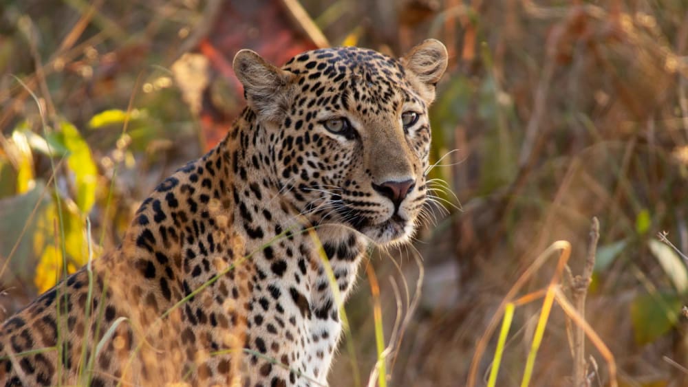 Leopards are Finding Refuge in Central India’s Urban Jungle
