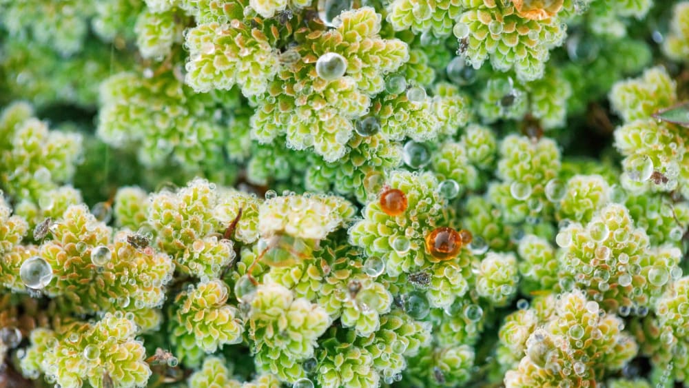 Amazing Algae: Uncovering an Invisible World in Keoladeo