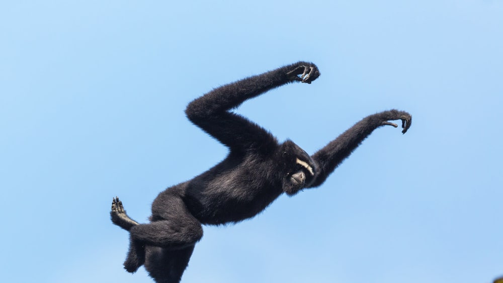 Sultans of Swing: Hoolock Gibbons Rule the Canopy