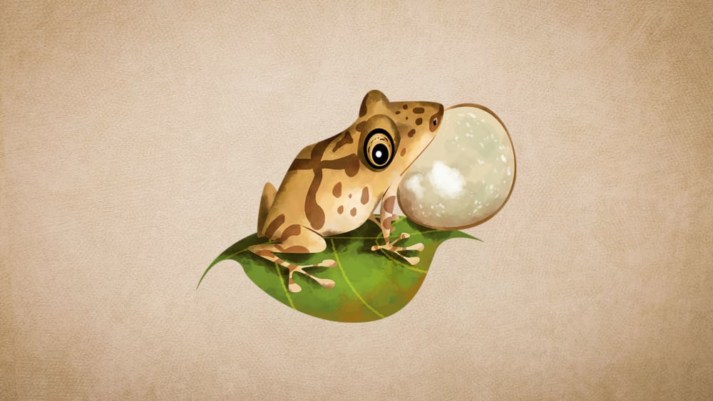 Shillong bush frog: Facts, Habitat and Mating Behaviour