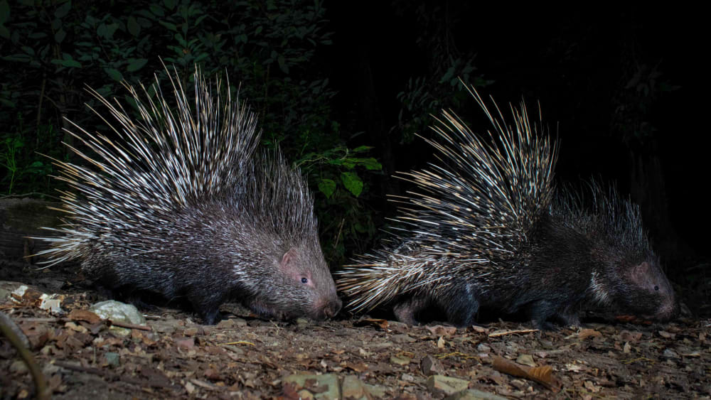 Pins and Needles: The Indian Crested Porcupine
