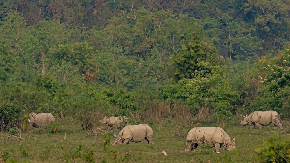 The Greater One-Horned Rhino Has its Own Scent Code