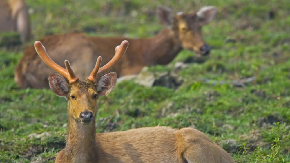 Stag Party: The Eastern Swamp Deer’s Bachelor Life