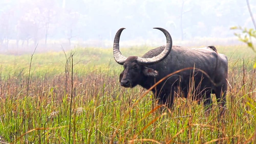 Grazing, Lazing, Wallowing: The Good Life of the Wild Water Buffalo