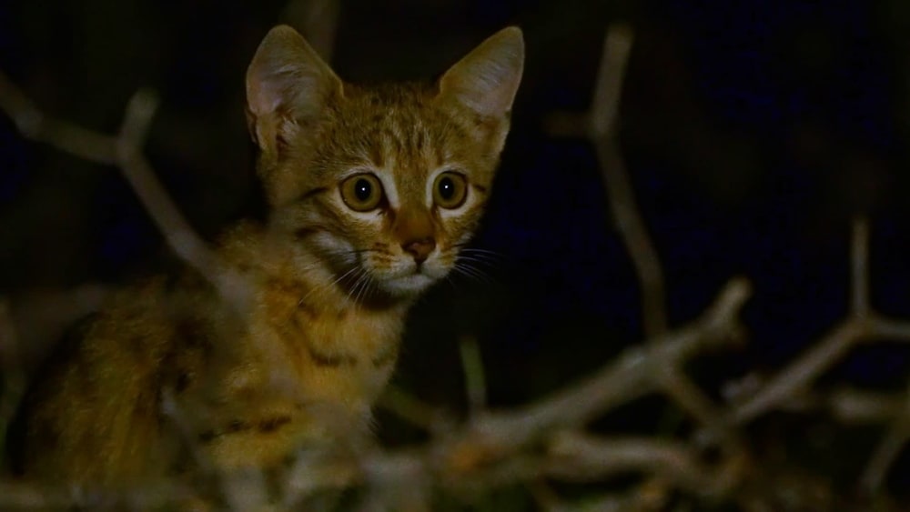 Indian Desert Cat: Home in a Thorny Bush