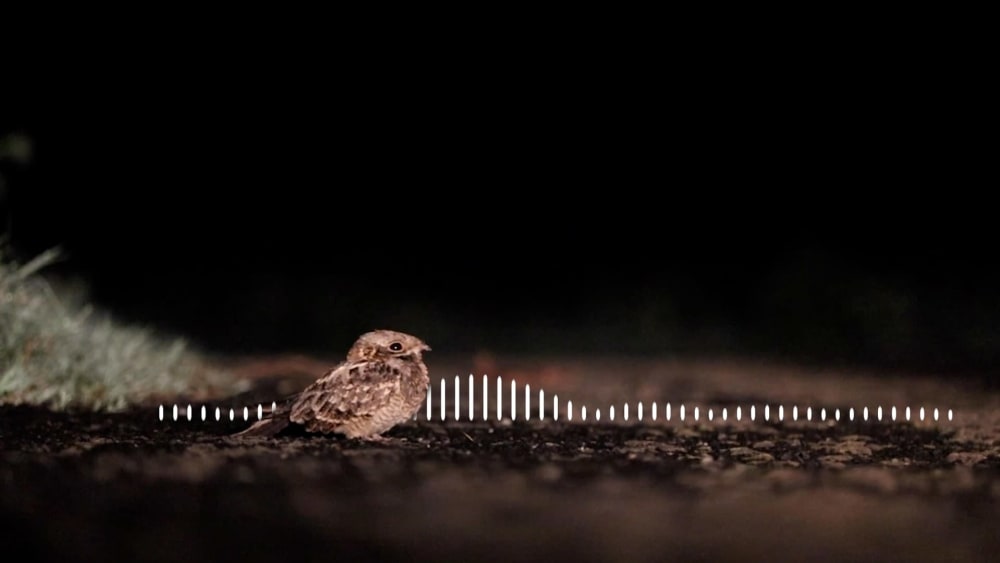 Understanding Bioacoustics: When the Wild Creatures Sing