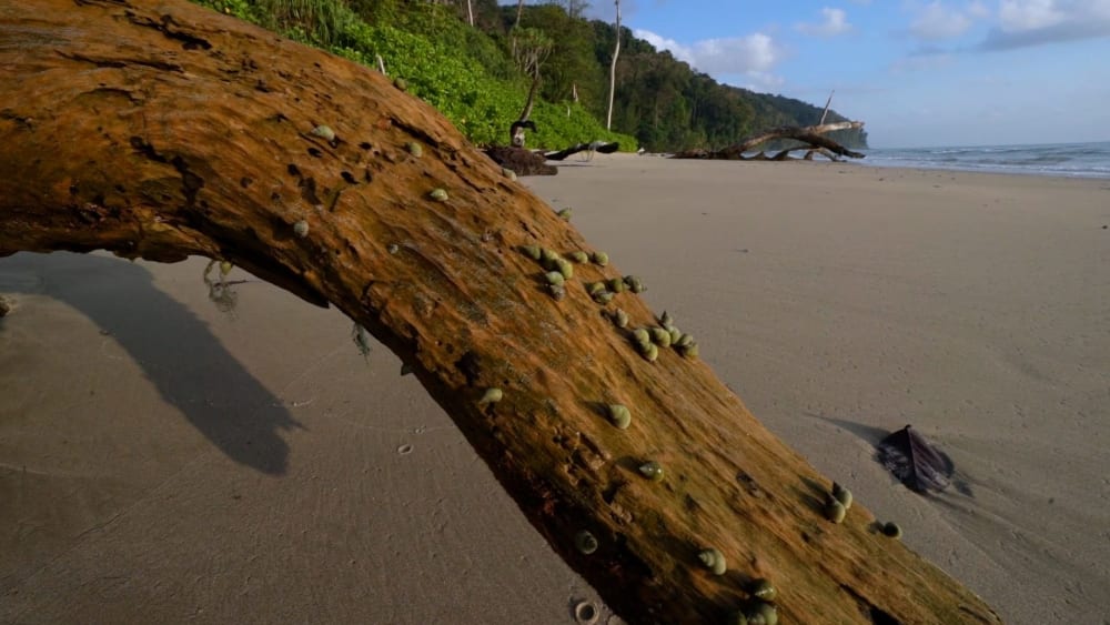Great Nicobar: Rare Creatures of a Remote Island