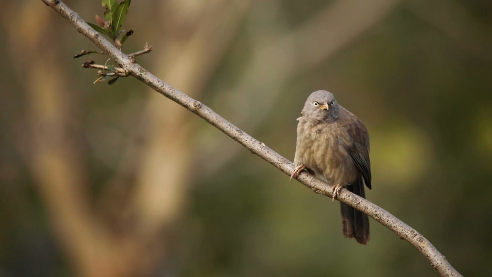 What the Jungle Babblers Babble About
