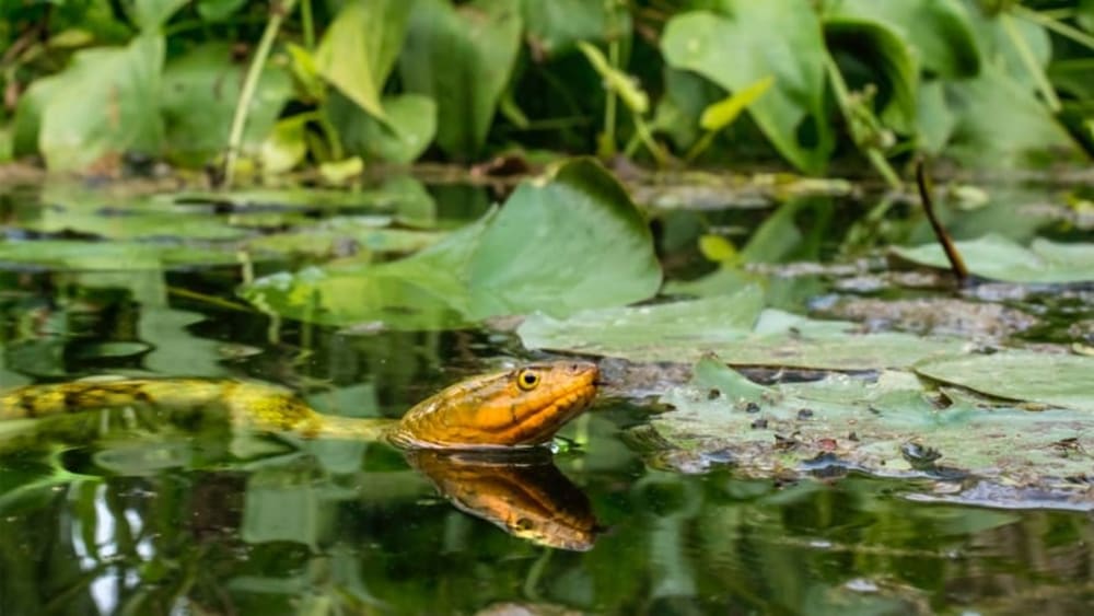 Checkered Keelback: Life in the Water