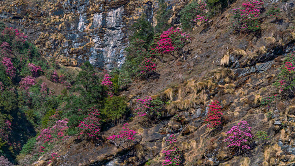 April Showers Bring May Flowers in Munsiyari