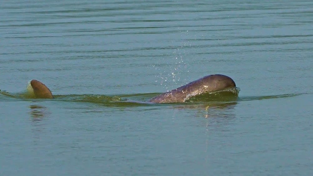 Fishing Friends: The Irrawaddy Dolphins of Chilika