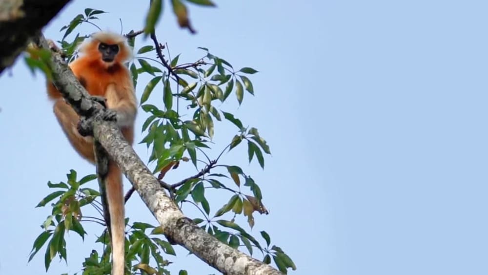 A Golden Dawn: Raimona National Park