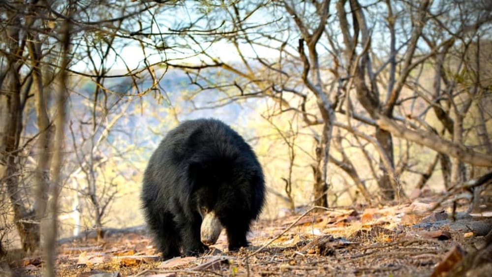 Bear in Mind: Kota’s Wild Neighbour