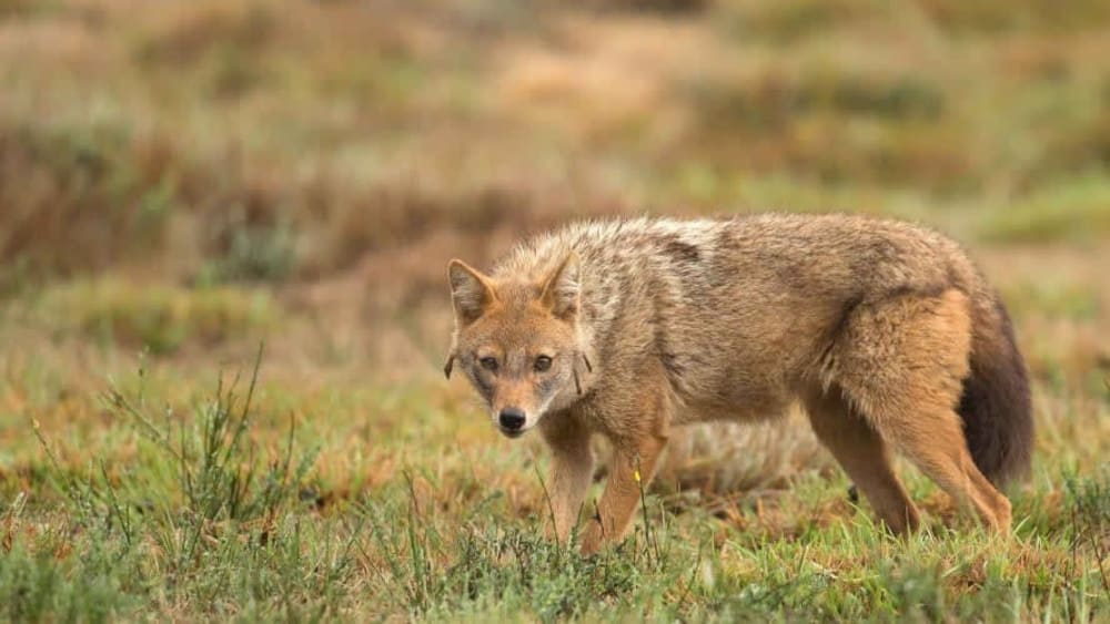 The Wild Beside Us: Golden Jackals of Kalapur