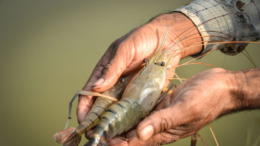 Mangrove Conservation Leaves Shrimp Farmers in a Lurch