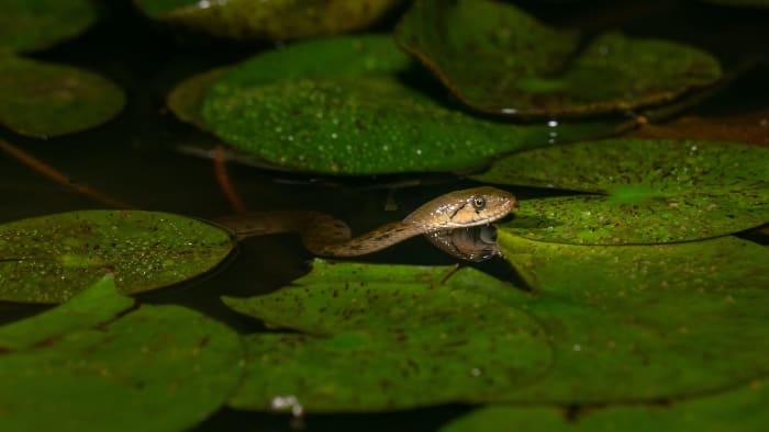 Hiss and Tell: The Dank, Slippery World of Water Snakes in India