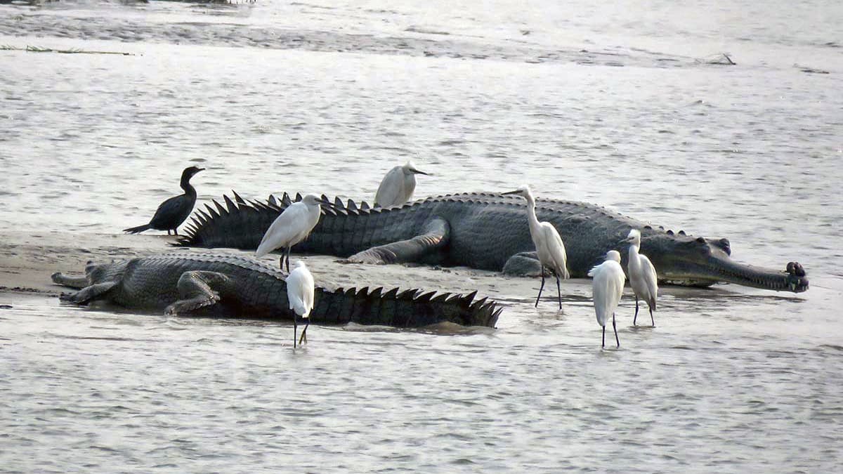 Gharials of Gandak: A Population Back from the Brink Faces Development Pressures