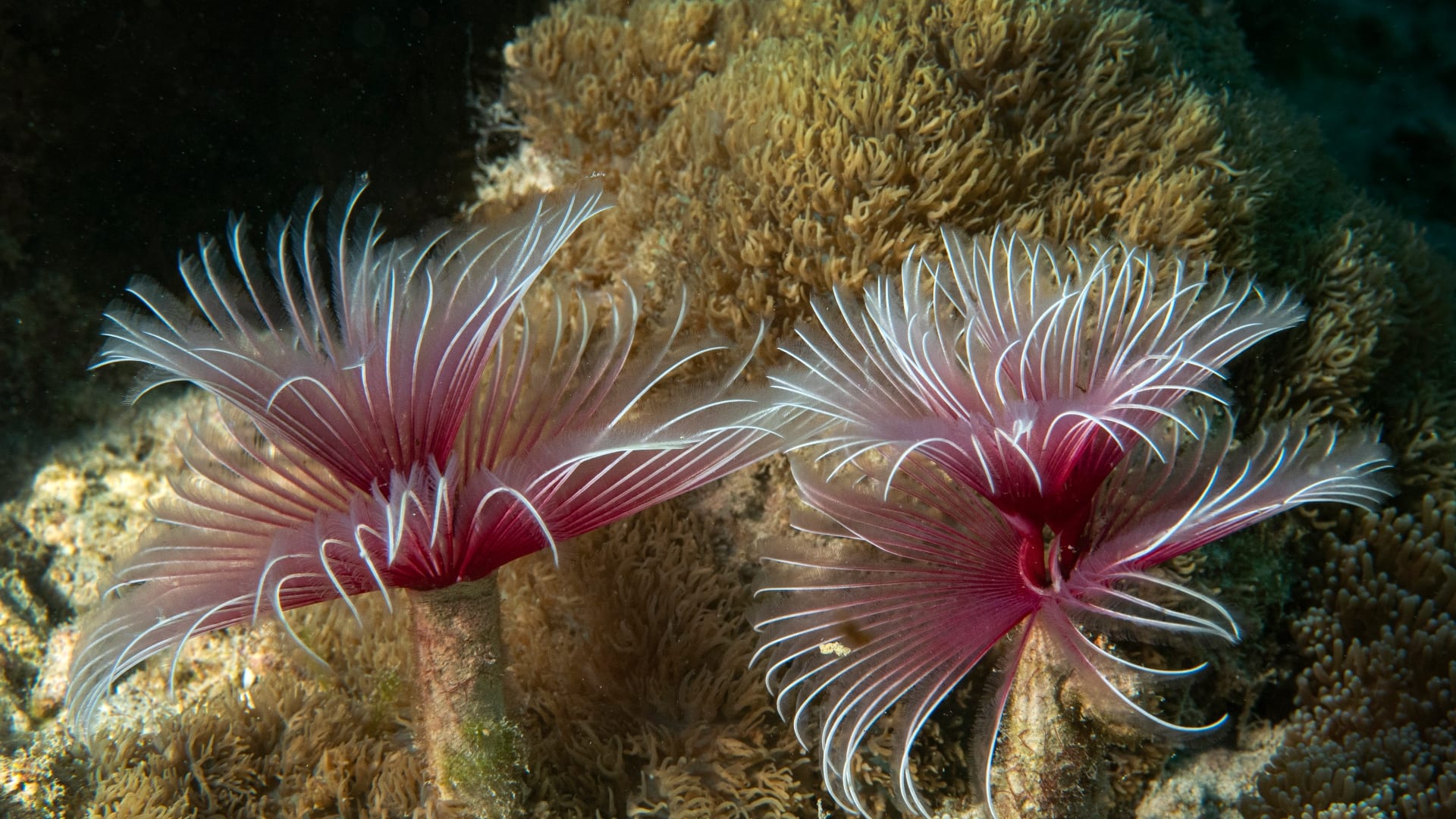 Under Cover: Ecosystems in the Sand