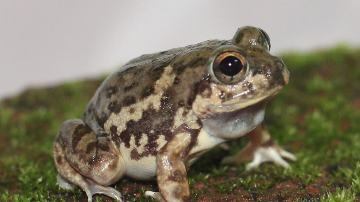 Magadha Burrowing Frog: Resident of Farms