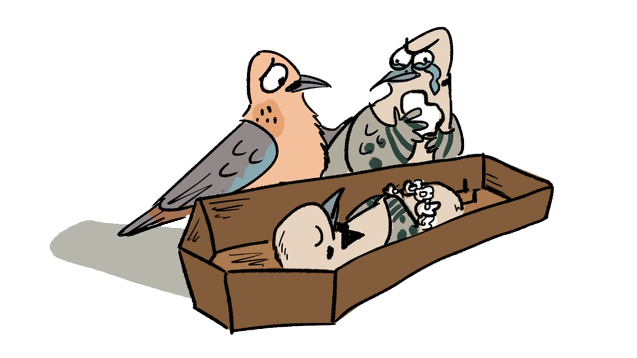 When Doves Ruffle Some Feathers