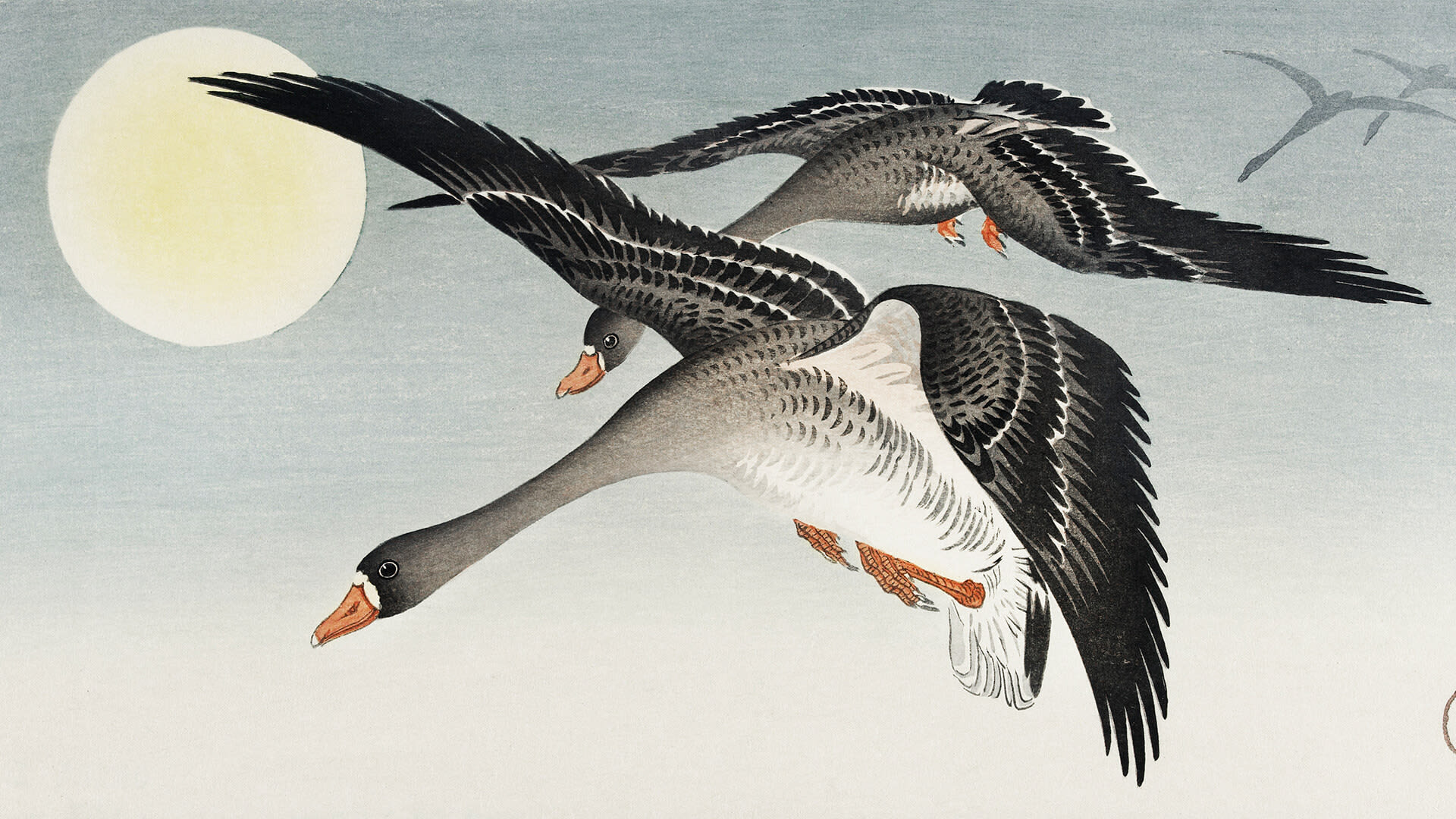Migratory Birds: How Far Do They Travel?