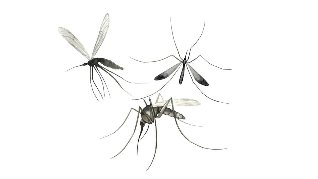 Mosquitoes: Queen of Pests or Evolutionary Genius?