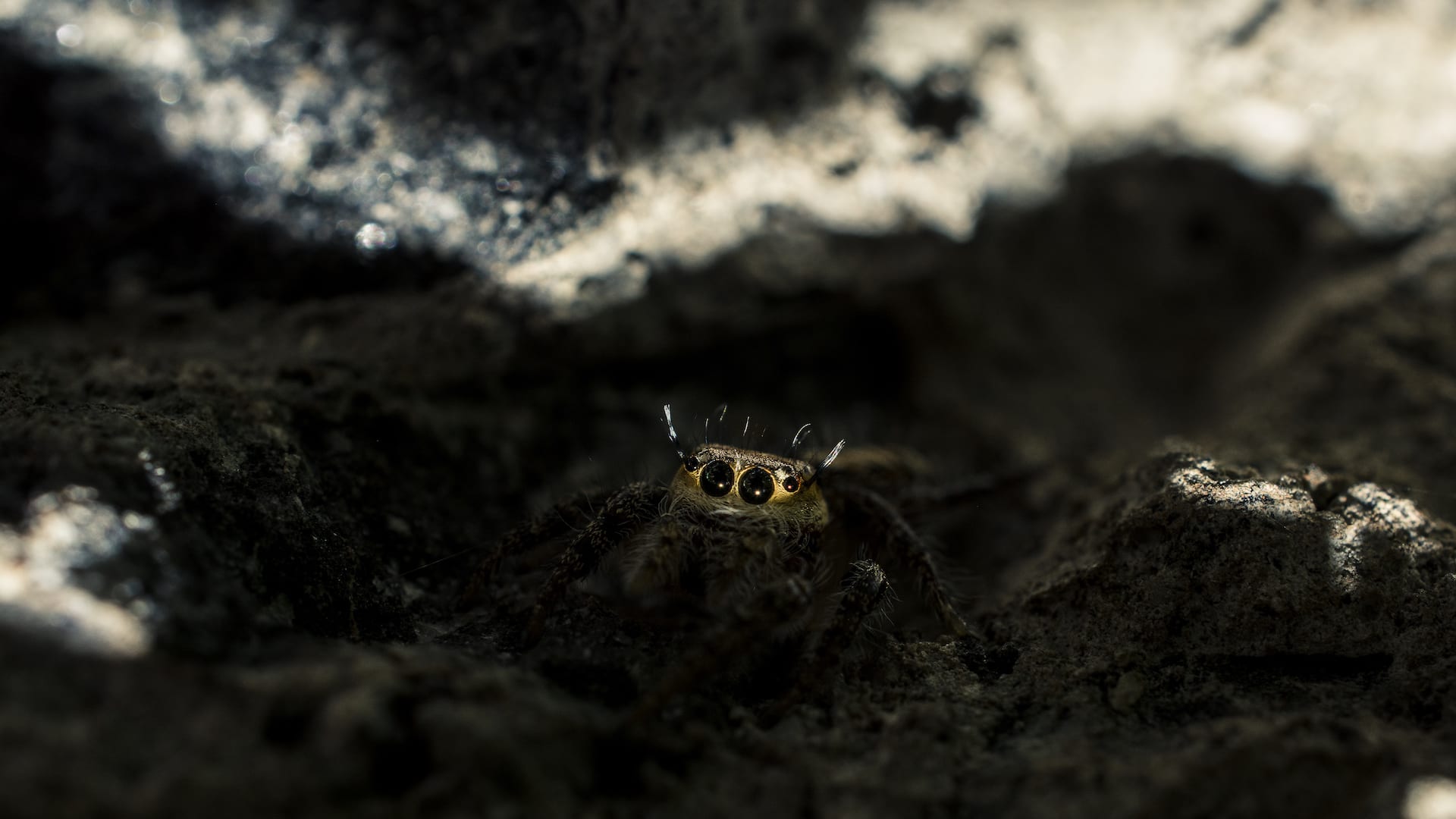 Leap of Faith: The Magical World of Jumping Spiders