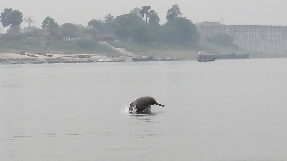 Underwater Disturbance: The Gangetic Dolphin Struggles to Communicate