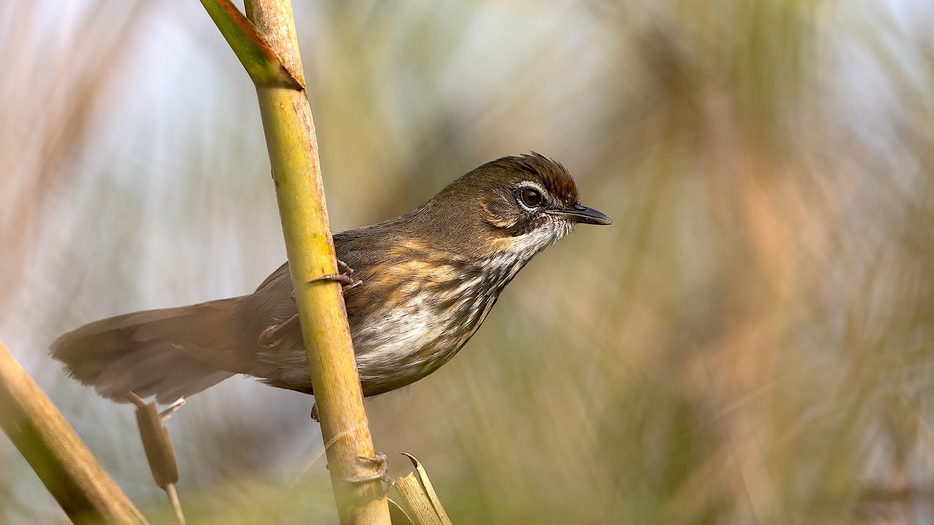 Fragile and Fantastic: The Bird Paradise of Dibru-Saikhowa