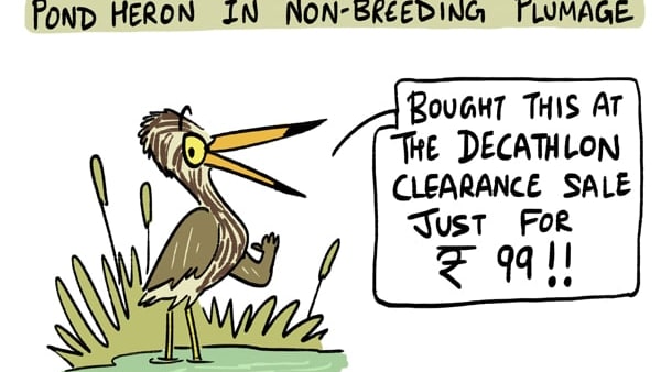 A Pond Heron’s Annual Wardrobe Collection