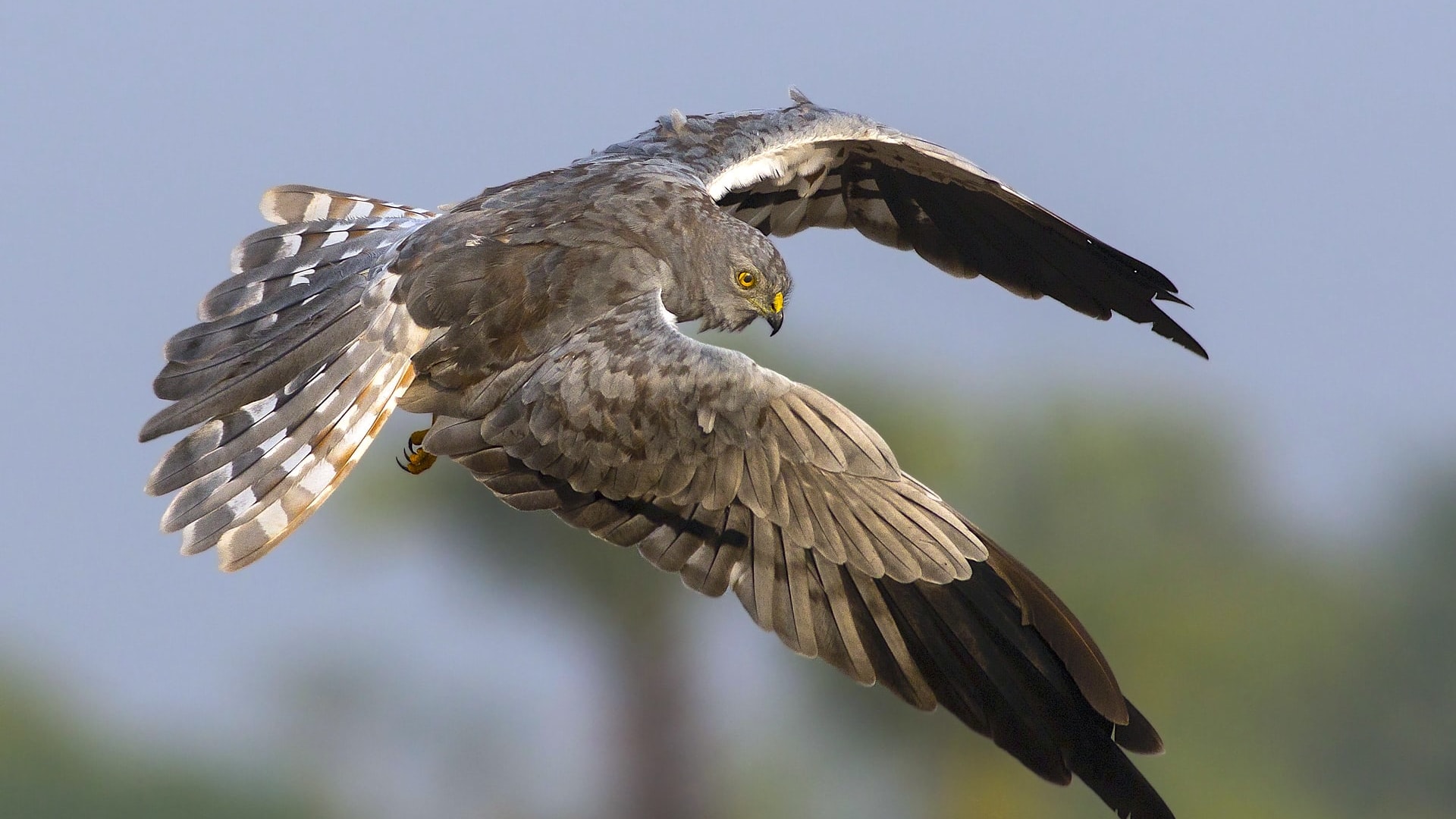 Harriers: The Winter Guests of Velavadar