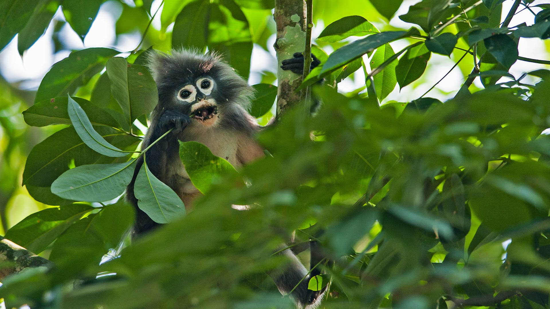 Phayre’s Leaf Monkey: The Primate with Spectacles