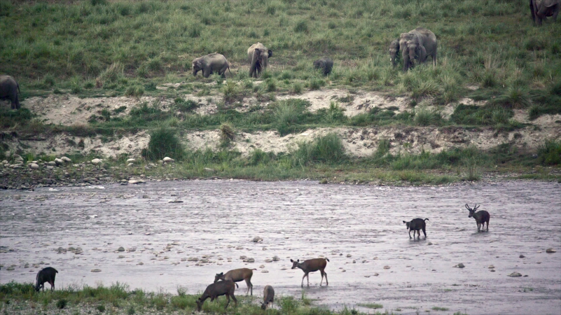 Chaurs: The Wild and Wonderful Grasslands of Corbett