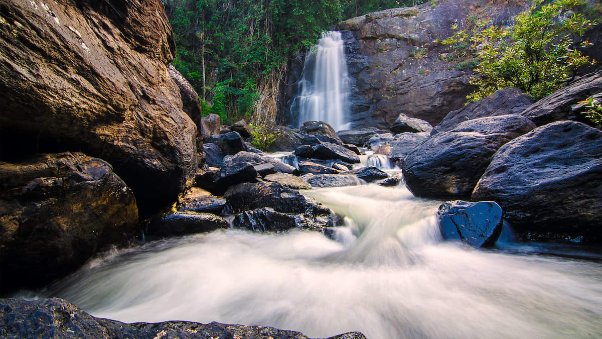 The Guide: Wild Wayanad