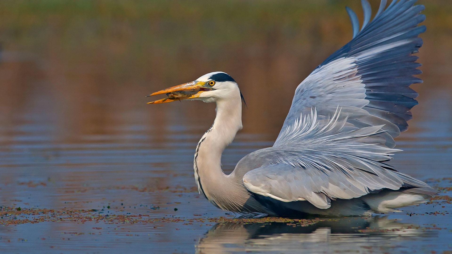 Big Herons: Those Grouchy old Fishermen
