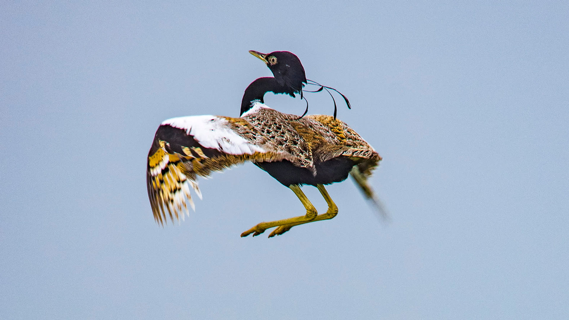 Friendly Neighbours: Lesser Florican and the Farmers of Shokaliya
