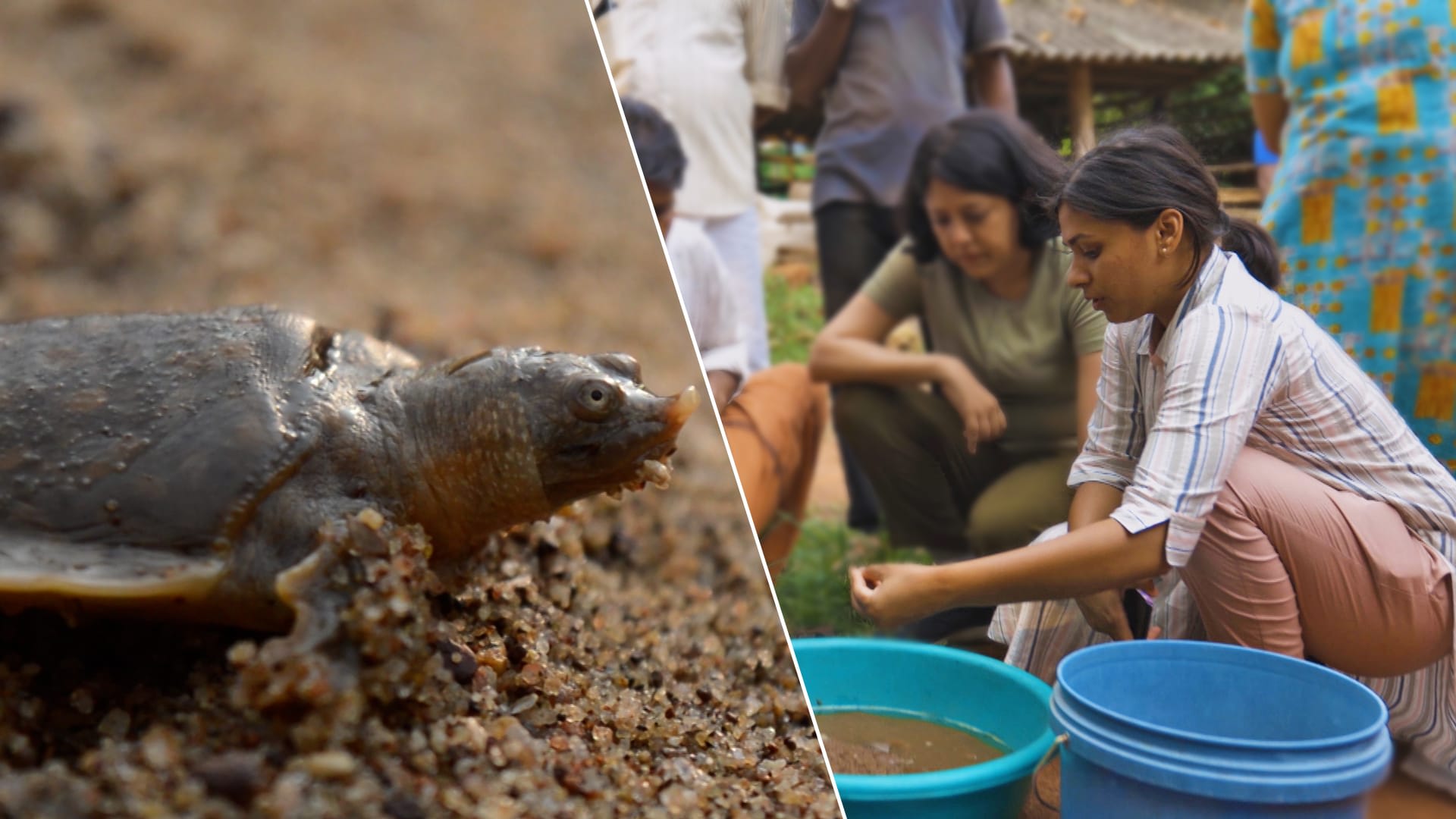 Saving Bhimanama: Ayushi Jain and a Giant Turtle