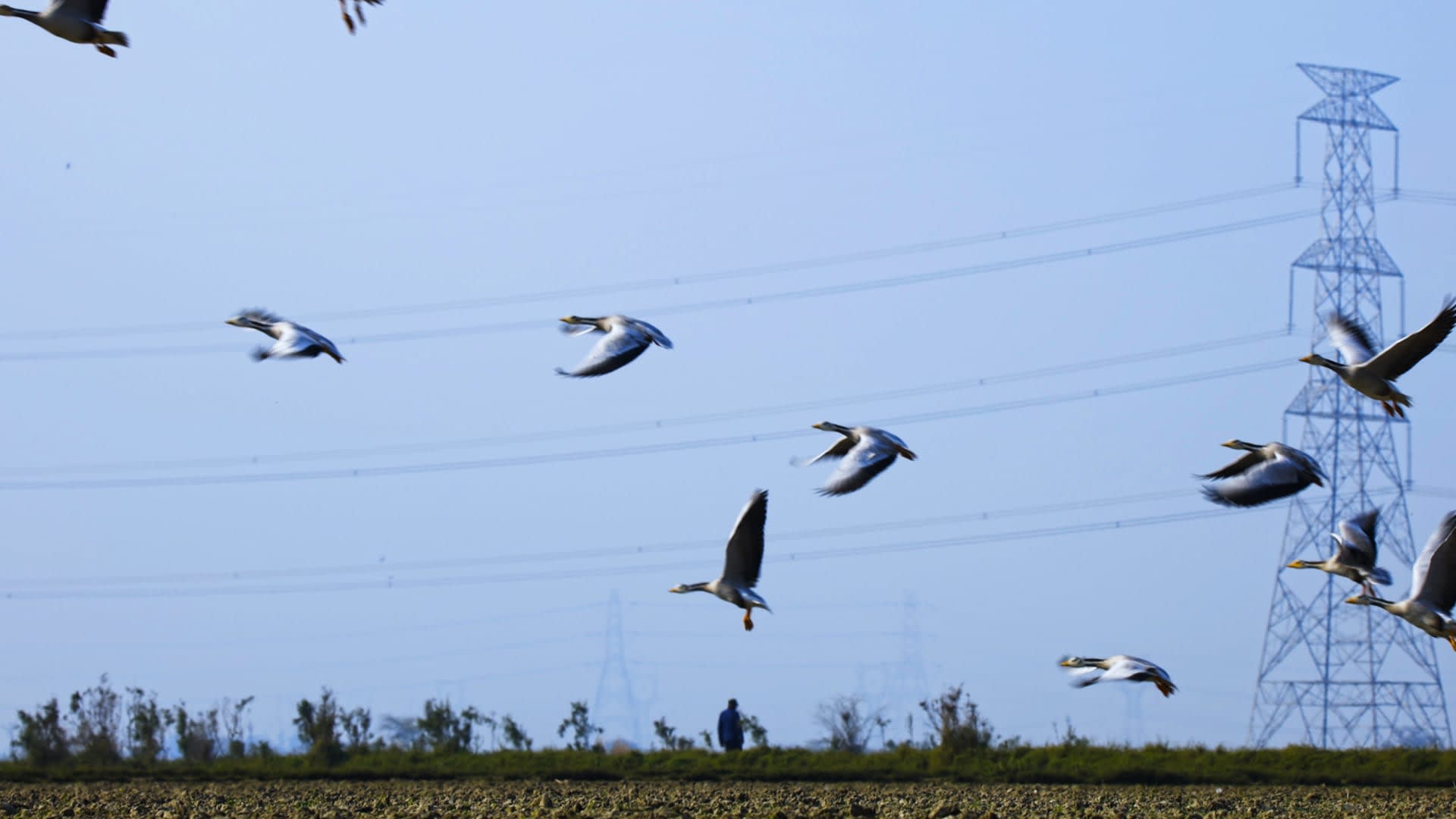 Bar-Headed Geese: The Migrant Crisis