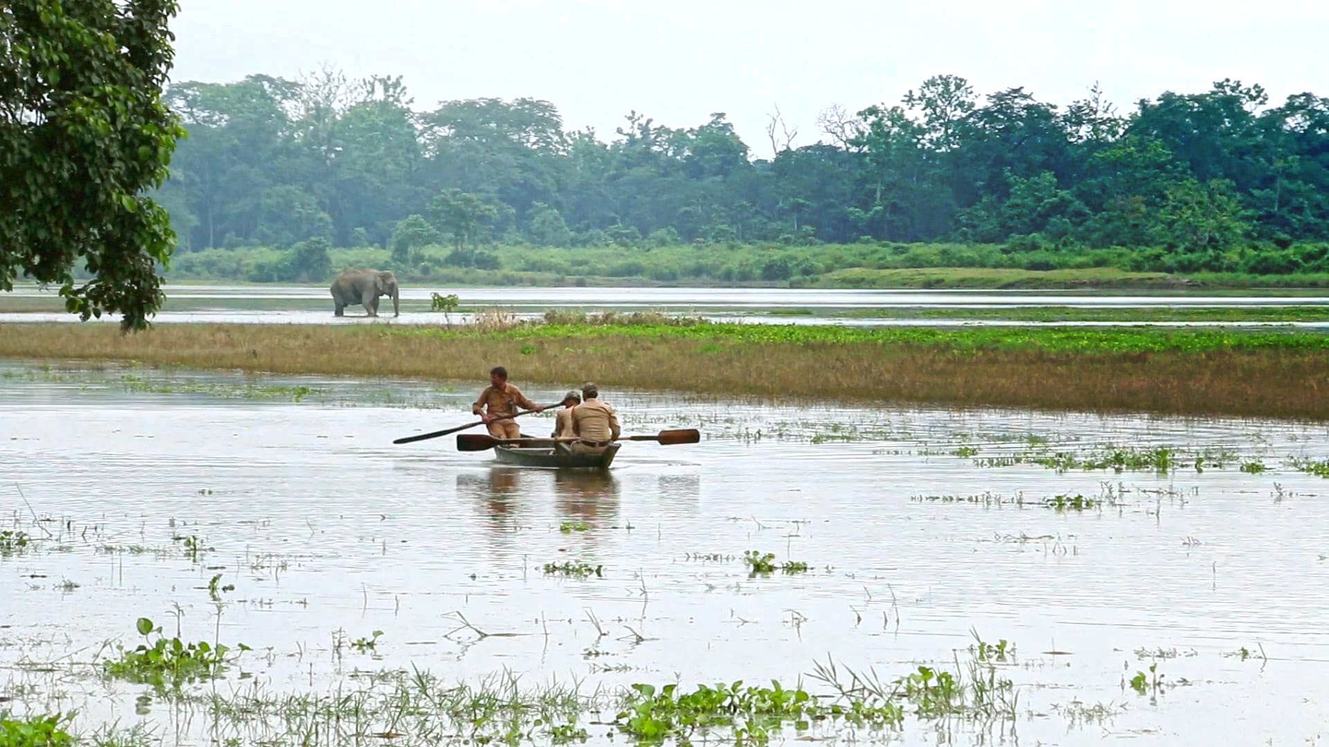 How Kaziranga National Park is Reborn, Every Year