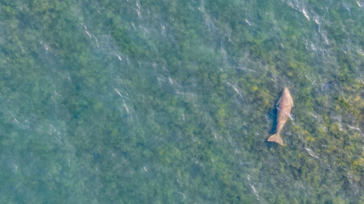 Drones Give Wildlife Conservation an Added Edge