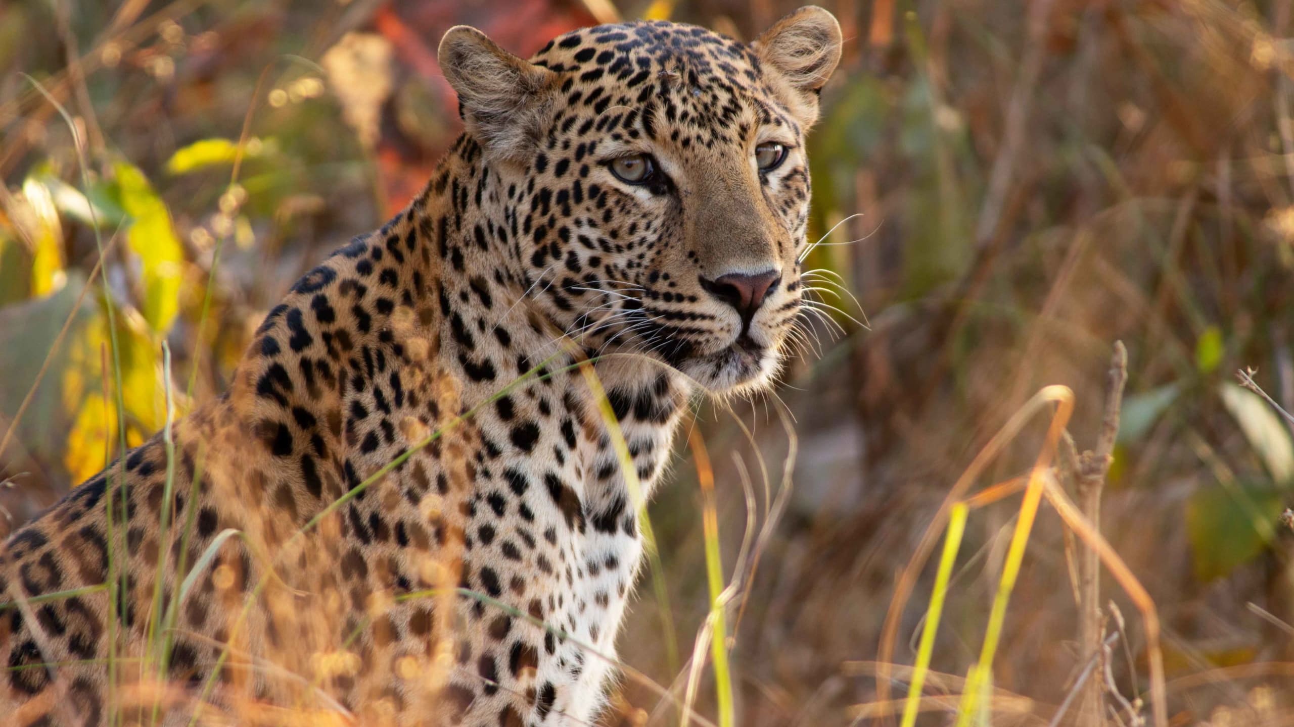 Leopards are Finding Refuge in Central India’s Urban Jungle