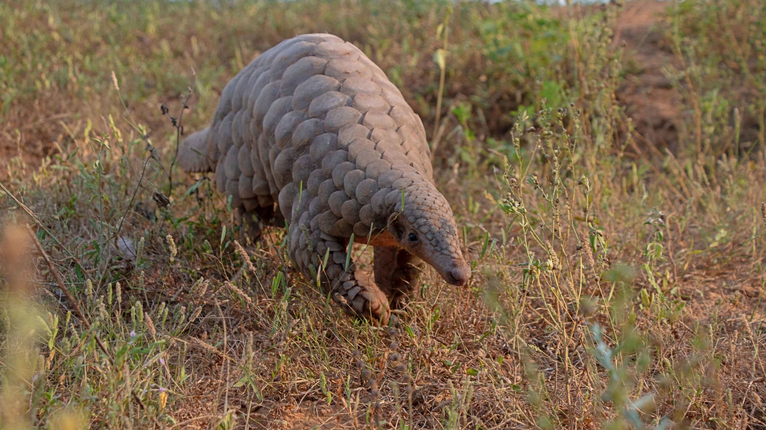 Illegal Trafficking: What it Takes to Rescue Pangolins