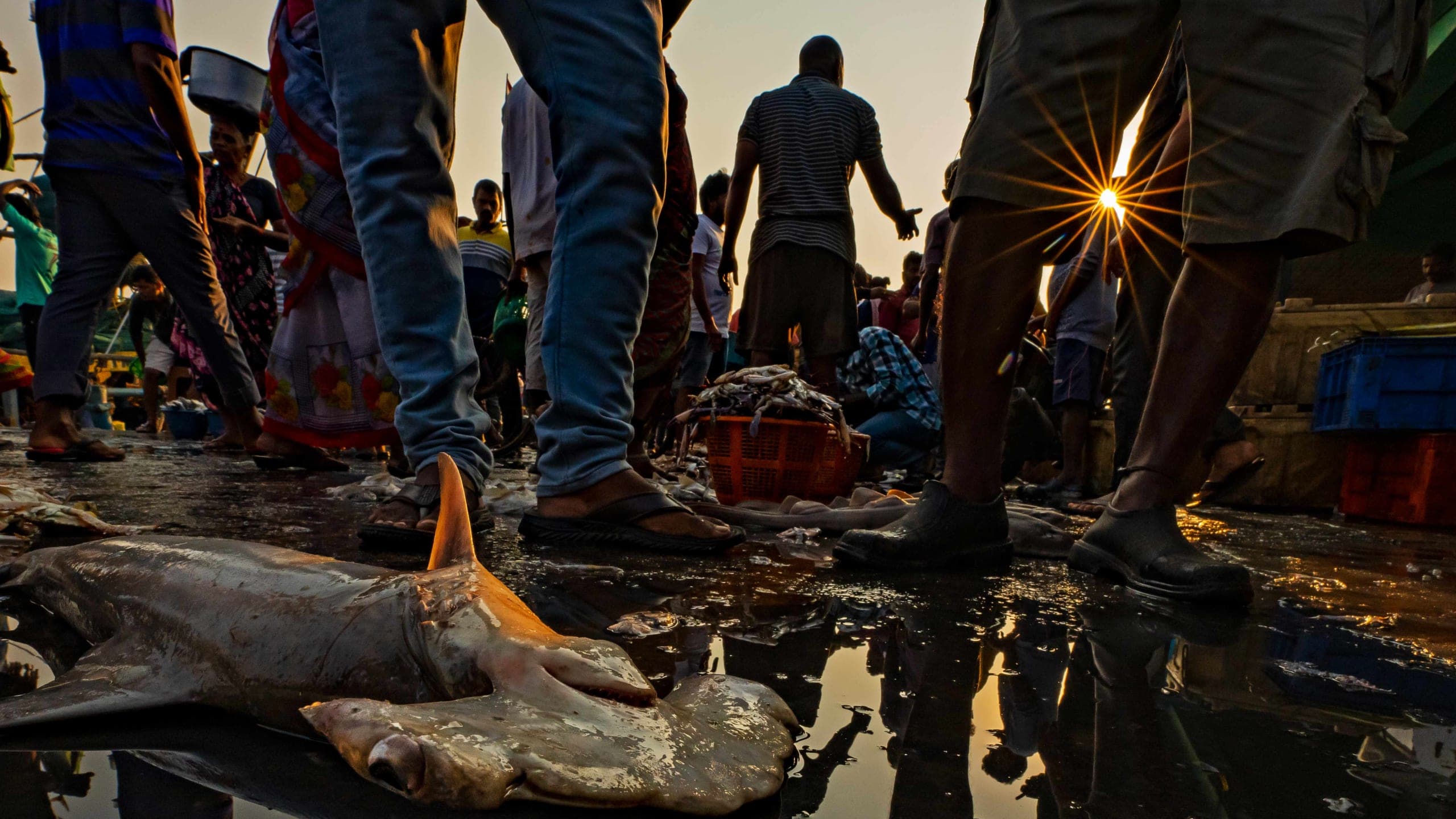 Understanding Market Dynamics to Make Shark Fishing Sustainable