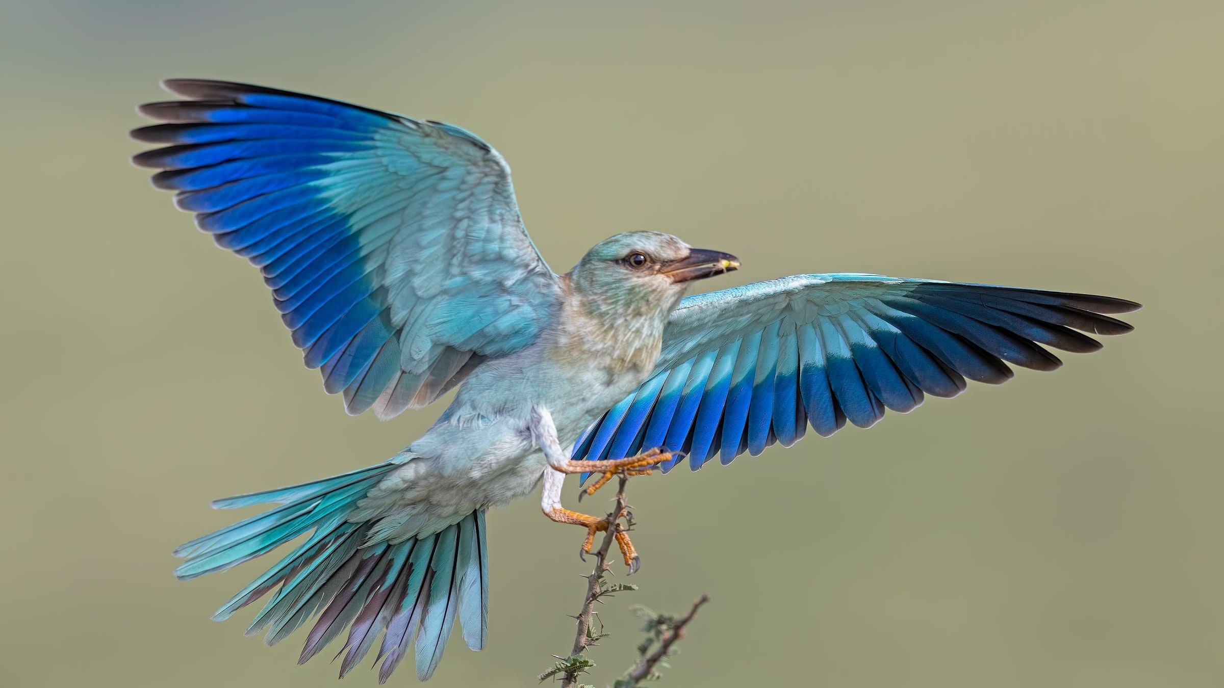 The Pune Bird Atlas: Making Them Count