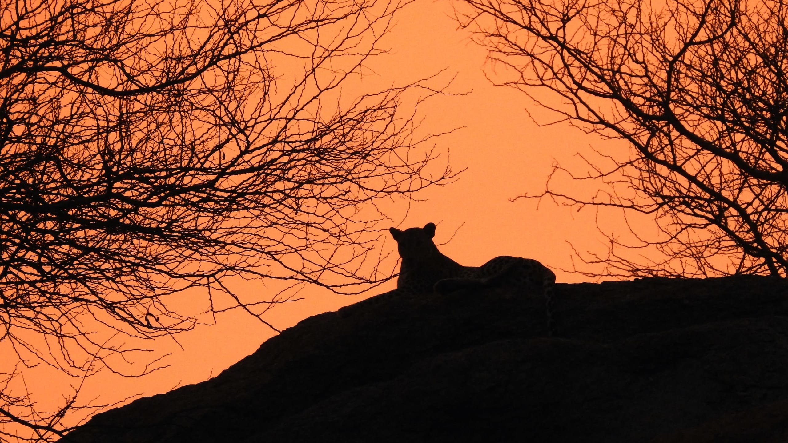 Living with Leopards: Stories of Coexistence from the Aravalli Hills