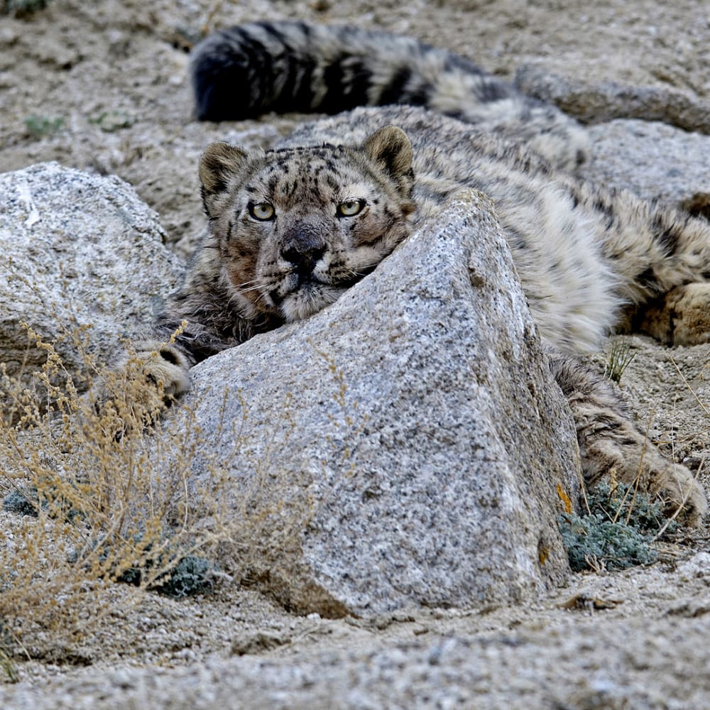 Behind The Lens: An Unusual Encounter With a Snow Leopard