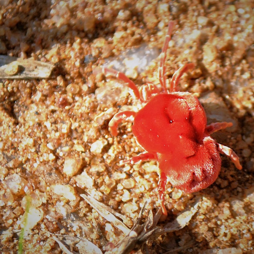 Love and Longing of the Red Velvet Mite