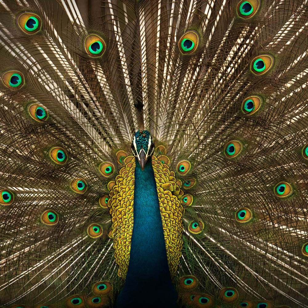 Wild Eye: Shaaz Jung on Photographing Kabini